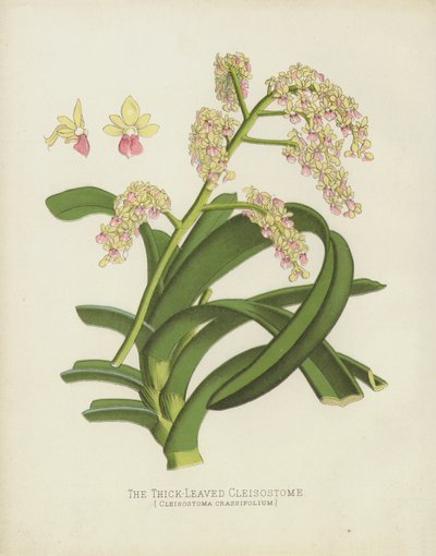 El Cleisostome de Hojas Gruesas, Cleisostoma Crassifolium de English School